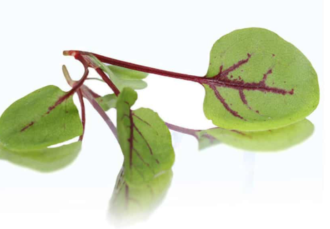 NAT. Micro Red Vein Sorrel pkt