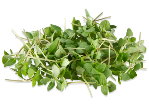 NAT. Micro Thai Basil pkt