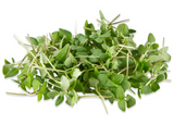 NAT. Micro Thai Basil pkt