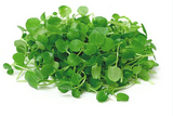 NAT. Micro Watercress pkt
