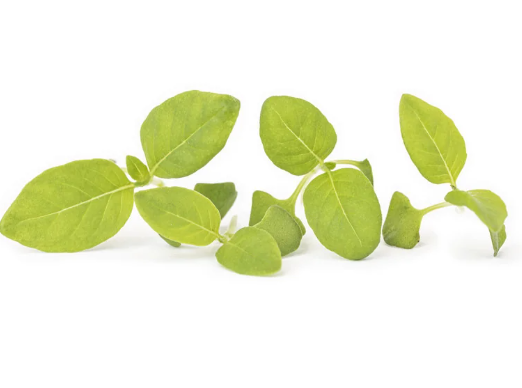 NAT. Micro lemon Basil Cress pkt