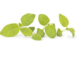 NAT. Micro lemon Basil Cress pkt