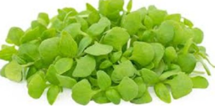 NAT. Micro Lemon Sorrel pkt