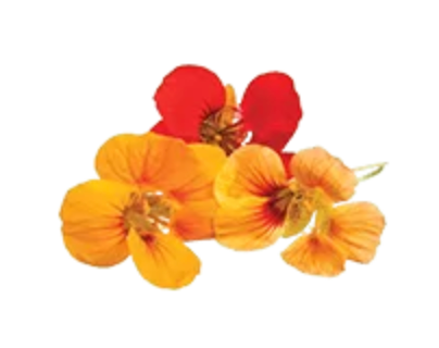 NAT. Nasturtium Mixed Leaves Pkt