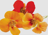 NAT. Nasturtium Flower Pkt