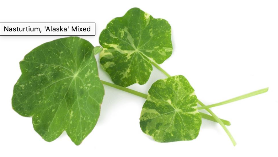 NAT. Alaskan Nasturtium Leaf Pkt
