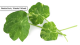 NAT. Alaskan Nasturtium Leaf Pkt