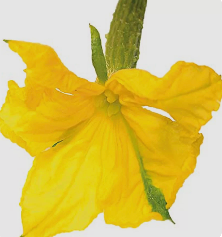 NAT. Cucumber Flowers Pkt