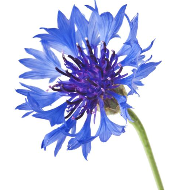 NAT. Cornflowers Pkt