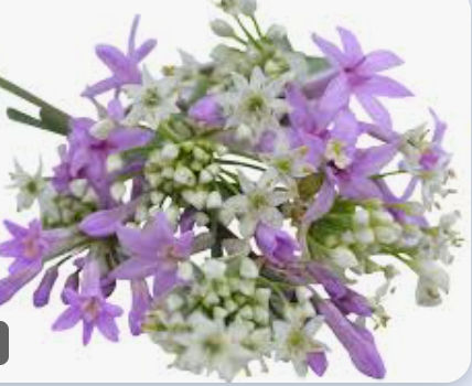 NAT. Edible Flowers Allium Pkt