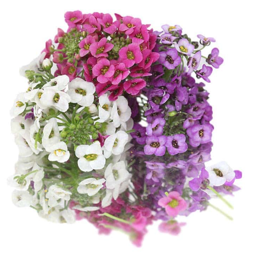 NAT. Edible Flowers Alyssum Pkt