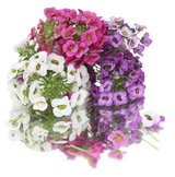 NAT. Edible Flowers Alyssum Pkt