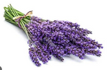 NAT. Lavender Fresh Bunch