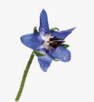 NAT. Borage Flowers Blue Pkt