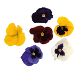 NAT. Edible Pansie Flowers Pkt