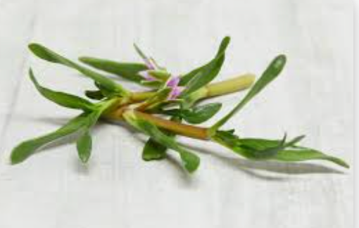 NAT. Sea Purslane Pkt