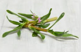 NAT. Sea Purslane Pkt