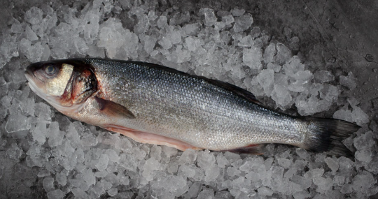 DIRECT. Seabass Whole 400-600g Each