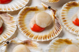 DIRECT.   Fz Scallops Queen 600g