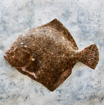 DIRECT. Turbot Farmed Whole 2-2.5kg