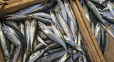 DIRECT. Frozen Whitebait 454g