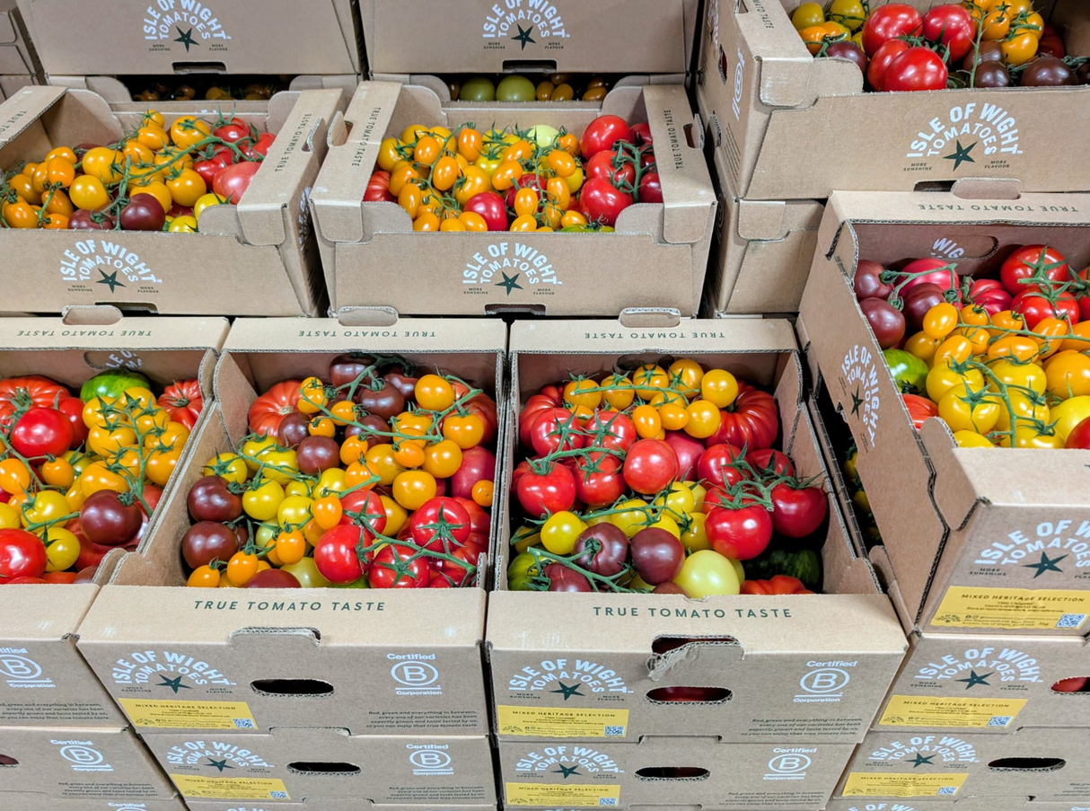 Tomato Heirloom Isle if wight