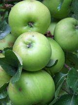 Elite. Bramley Apples kilo