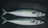 STICK.  Mackerel Whole Gilled & Gutted 400-600g. Priced by Kg.