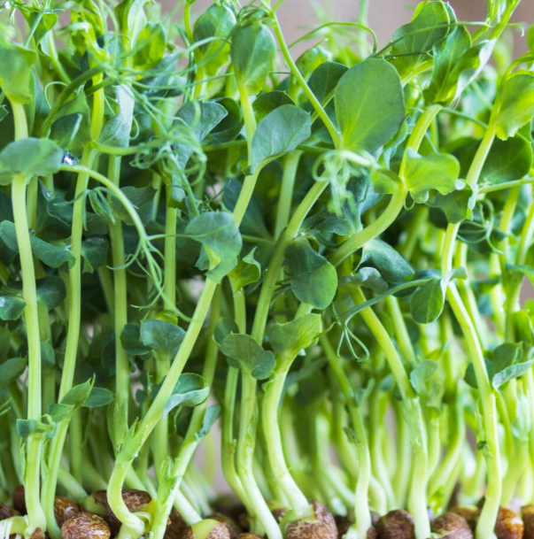 Elite. Pea Shoot Tendril 100g