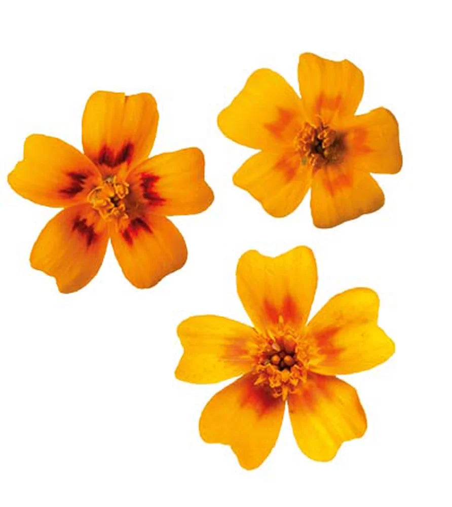 SUP. Edible Tagete Flower