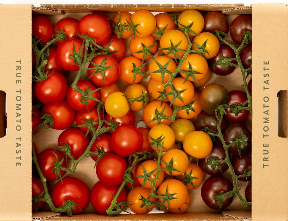 ELITE FV3059.  Isle of Wight Rainbow Cocktail Vine Tomatoes 3kg Box  NEW SEASON