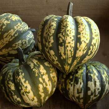 NAT. Harlequin Squash