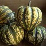 NAT. Harlequin Squash