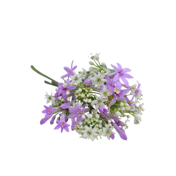 Edible Allium Flowers