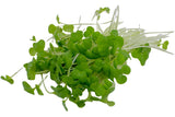 SUP. Micro Broccoli Cress 30g