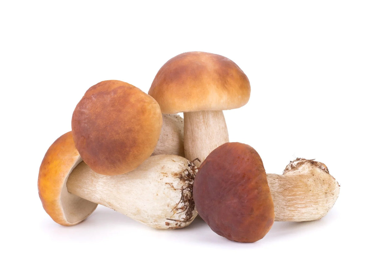 SUP. Fresh Mushroom Cepes  kilo