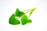 Elite. Sorrel 1x100g