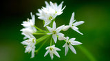 SUP. Garlic Flower Punnet
