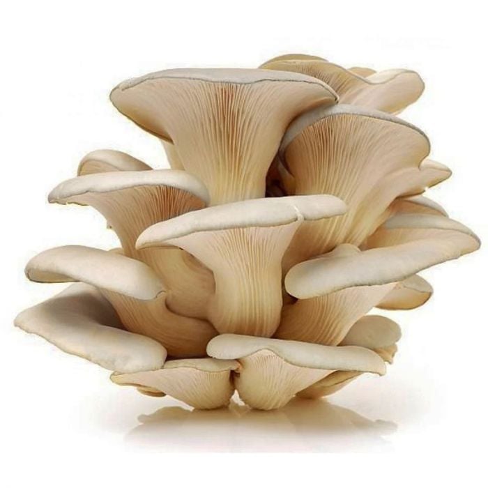 Elite. Mushroom Oyster - 500g