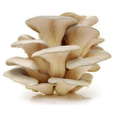 Elite. Mushroom Oyster - 500g