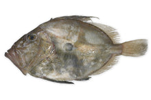 Load image into Gallery viewer, John Dory Filleted Pin,Boned &amp; Scaled 160g x2. Priced by Kilo
