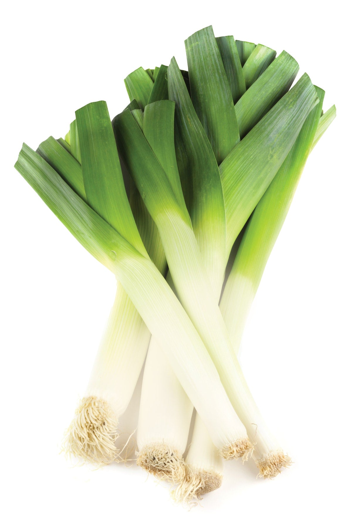 Elite. Leeks