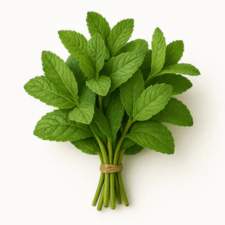 Elite. Mint 100g bunch