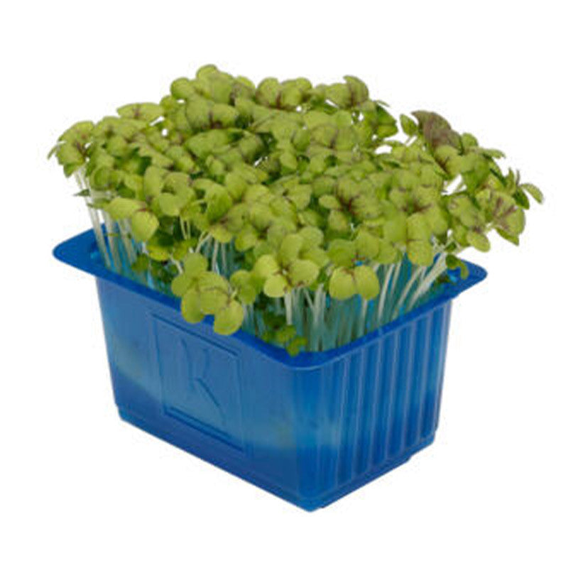 Elite. Salad Cress