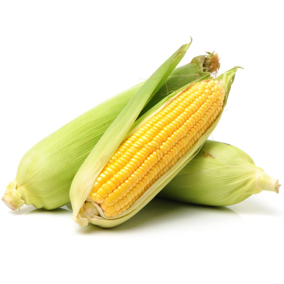 NAT. Corn on Cob in Husk Each