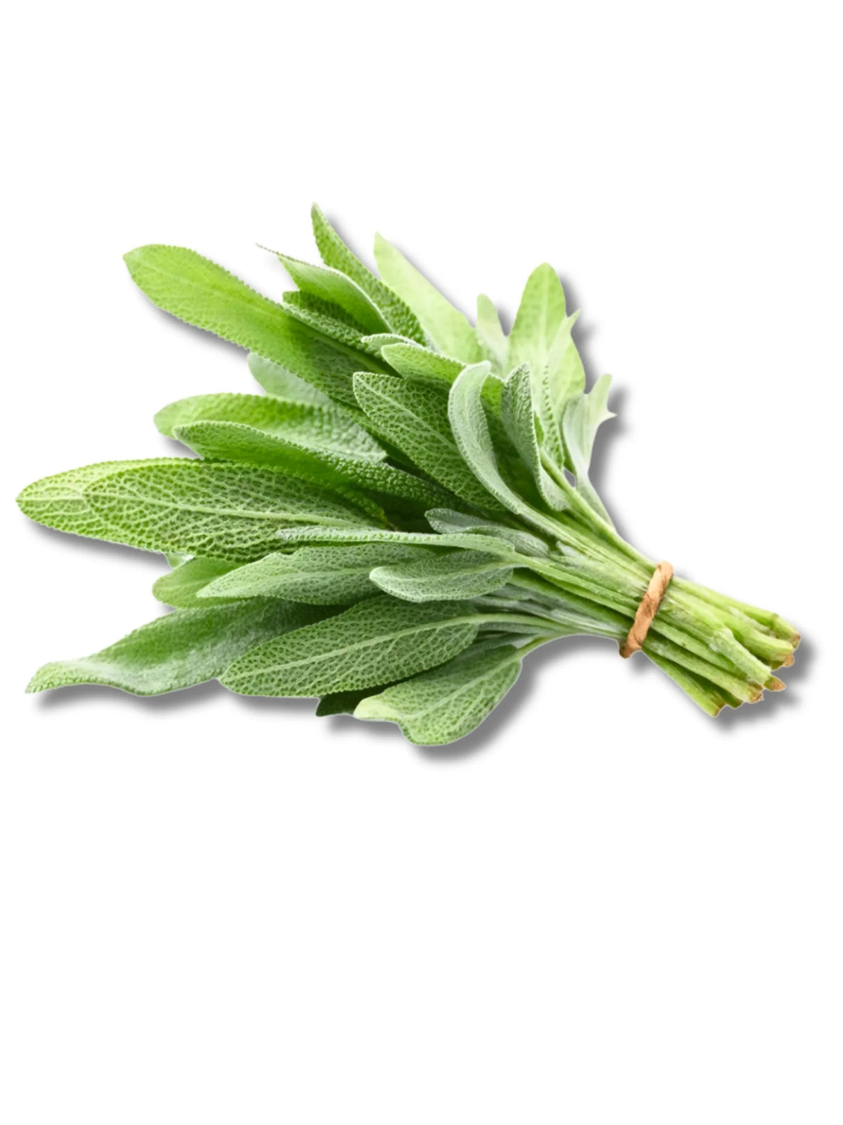Elite. Sage  100g