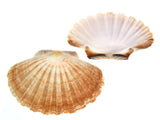 STICK. Scallops shell Large each
