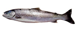Sea Reared Trout  2-3kg+ each.  priced by kg