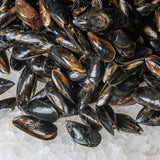 STICK.  Mussels Shetland Live  2kg