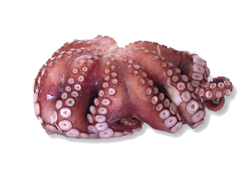 STICK. Octopus Meat Raw  28-30  1kg FZ